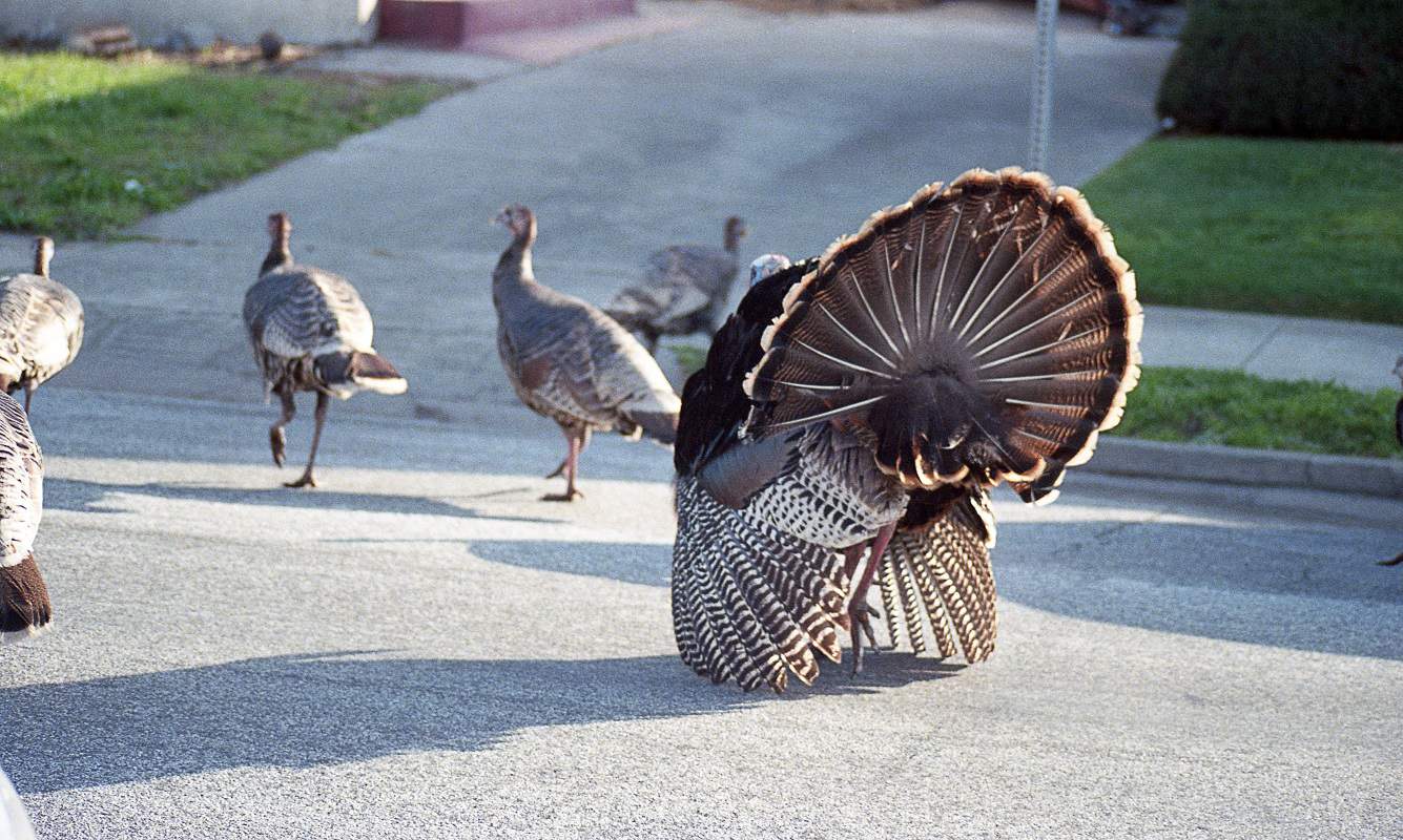 One Tom and several Hens (mature male and female turkeys) walking on a paved street.