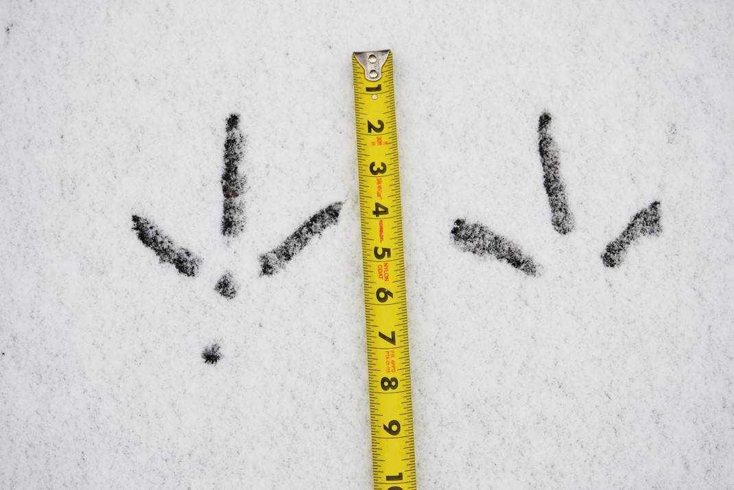 Turkey tracks in snow, with a measuring tape for scale. Each track is roughly 6.5 inches long.