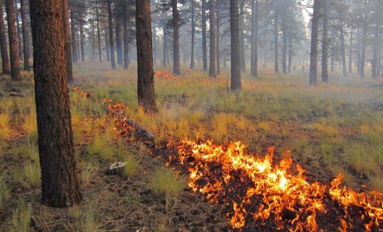 Science Tuesday: What’s Your State’s Prescribed Fire Liability Law?