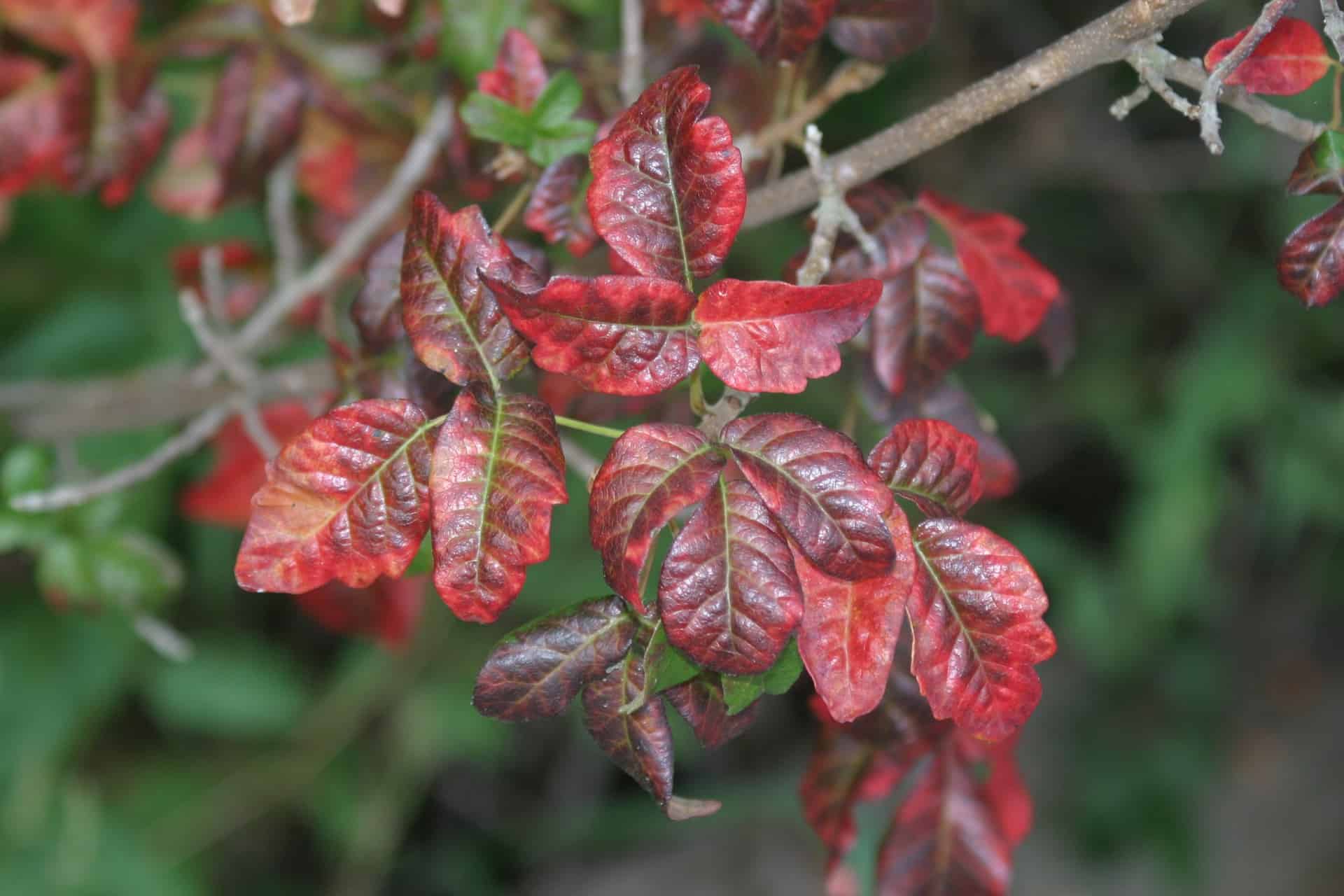 Close up of red poison oak leaves