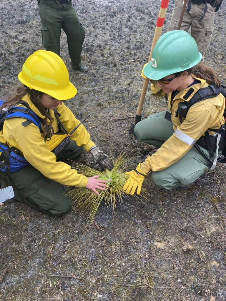 Two women in hard hats kneel next to a plant