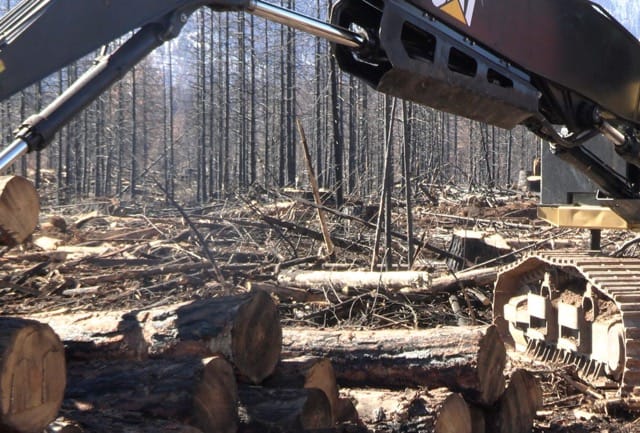 A bulldozer breaks down a dead stand of forest.