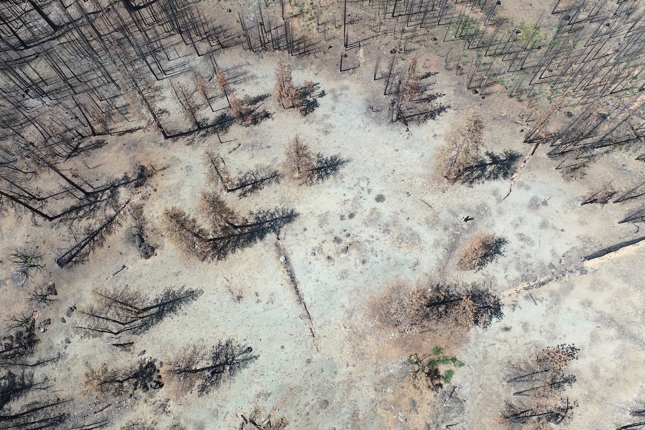 Aerial photo of a burned area. The ground is ashy white, with burnt trees standing like black toothpicks.