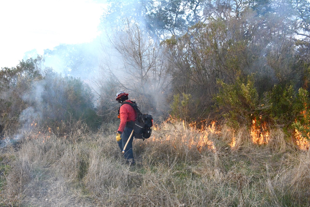 A person in firefighting gear stands in some grasses in front of a stand of trees. Low flames from a prescribed fire are at their feet, and a plume of smoke rises from the fire.