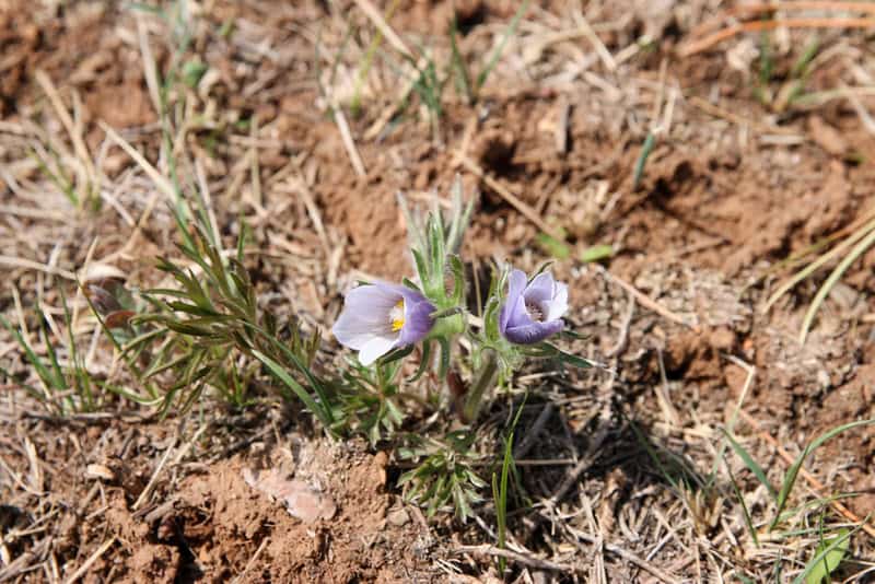 A crocus flower blooms in a patch of dirt.