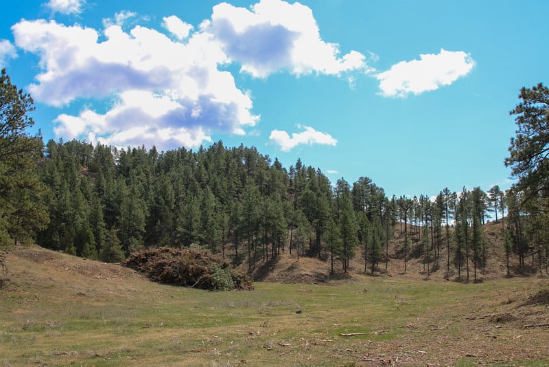 A forested hillside with blue sky in the background.