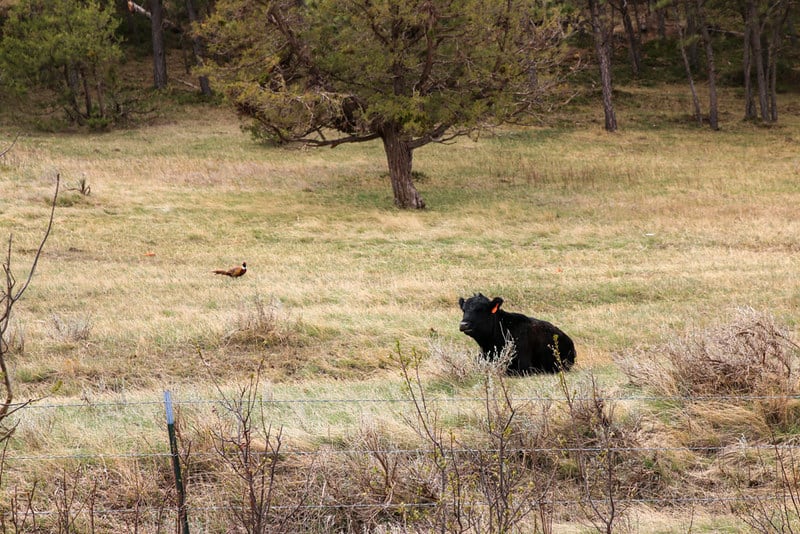 A cow and a pheasant sit in a grassy field behind a fence and in front of some trees.