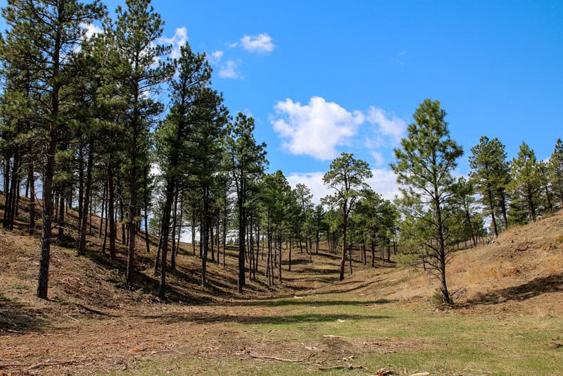 A forested hillside with blue sky in the background.