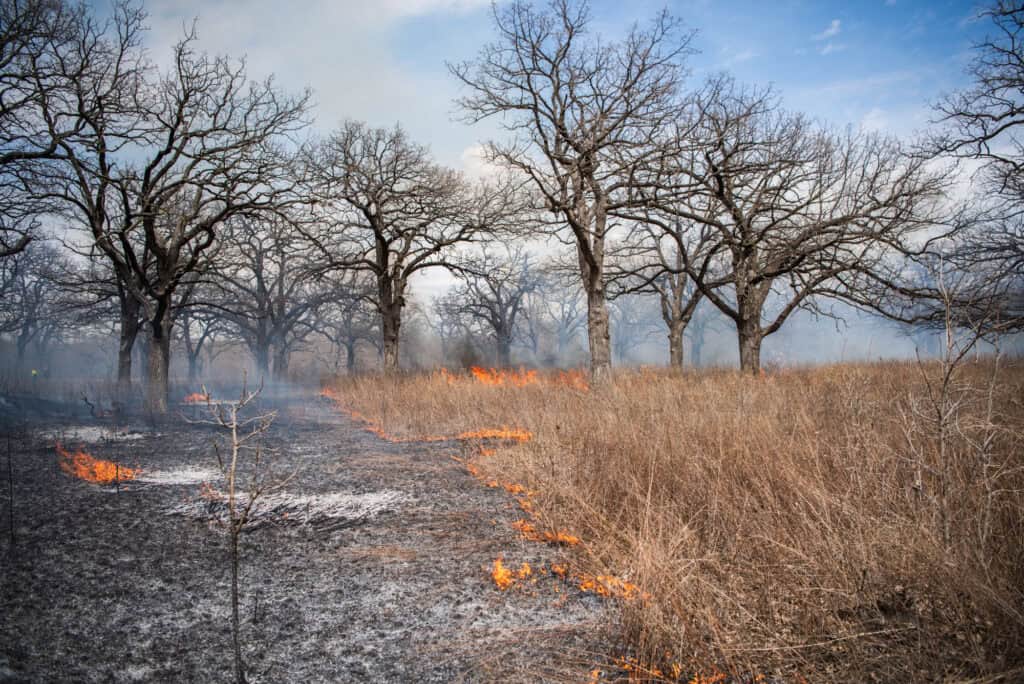 A prescribed fire with low flame lengths burns half of a grassy area with trees in the background.
