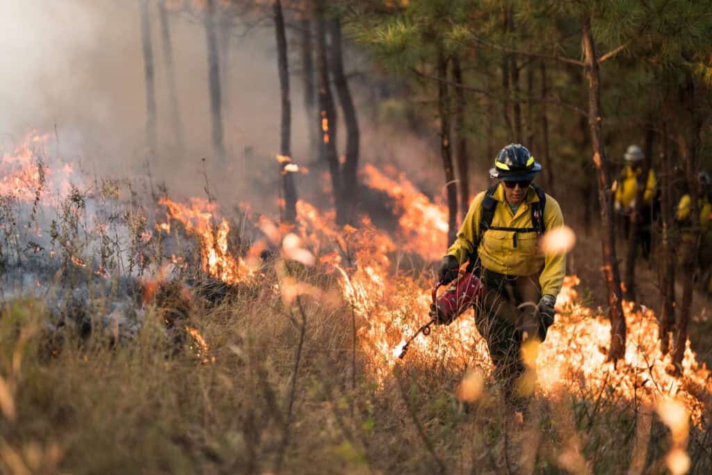 A person in wildland firefighting PPE uses a drip torch to light a prescribed fire in a wooded area.
