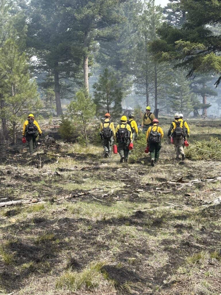 Firefighters walk through a wooded area that has recently been burned by prescribed fire.